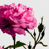 Rose de Mai Grasse Vela 220g